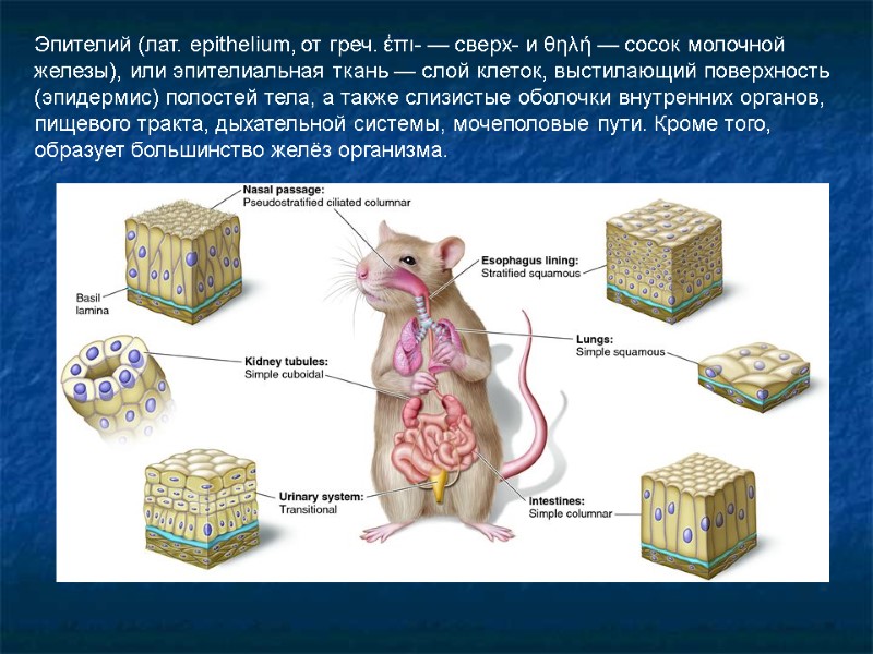 Эпителий (лат. epithelium, от греч. ἐπι- — сверх- и θηλή — сосок молочной железы),